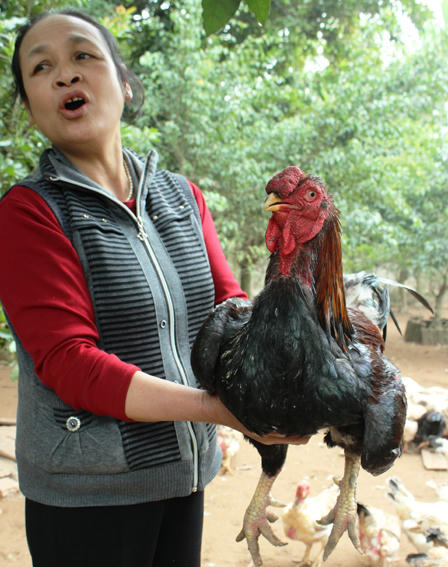 Làng nuôi gà Móng “nhộn nhịp” phục vụ tết Nguyên đán